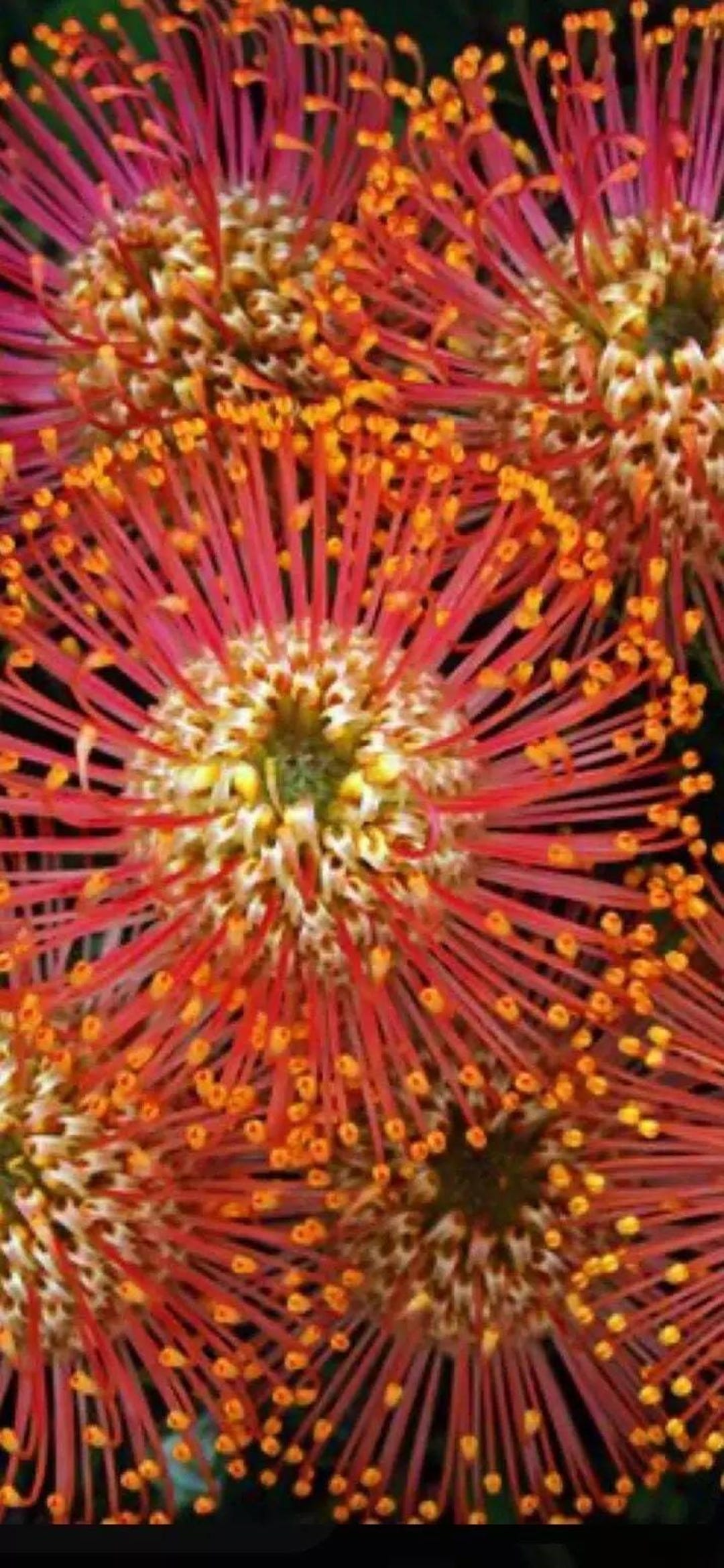 Pink Firework Flower 20 Firework Asterios Flower Seeds for Spring Summer Pink Yellow White ...