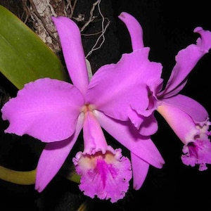 50Pcs Orchids Cattleya Flower Seeds Rare 5 Kinds Home Plant Perennial Bonsai 9967 image 2