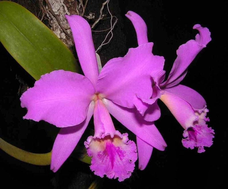 50Pcs Orchids Cattleya Flower Seeds Rare 5 Kinds Home Plant Perennial Bonsai 9967 image 2