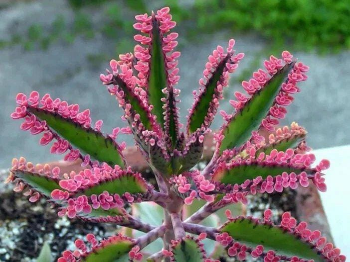 Kalanchoe delagoensis - Etsy 日本