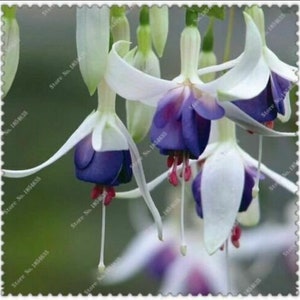 May include: Close-up of fuchsia flowers with white petals and purple and pink centers. The flowers are hanging down and have long, thin stems.