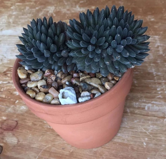 50Pcs seeds Black Flower Succulent Seeds Rare Living Stones Succulent  Seeds. #0130