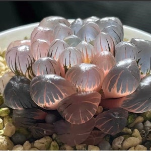 50PCS Seeds of Succulent Haworthia Crystal Blue Transparent Succulent Bonsai Potted Plants Seeds #1254