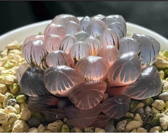 50PCS Seeds of Succulent Haworthia Crystal Blue Transparent Succulent Bonsai Potted Plants Seeds #1254