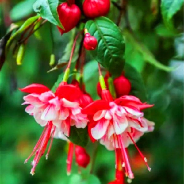 50pcs/bag Fuchsia Seeds Potted Flowers seeds,bonsai seeds (4517)