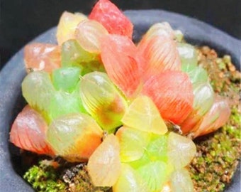 Rare Crystal Clear Succulents Seeds, 50pcs/pack. #8830