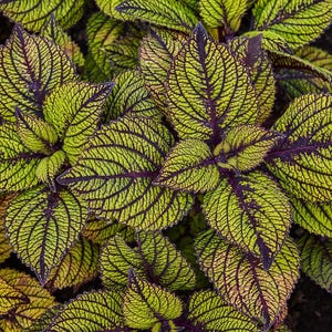 May include: Close-up of coleus plant leaves. The leaves are a vibrant green with dark purple veins and edges. The leaves have a textured appearance, creating a striking contrast of colors and patterns. The plant is a lush, decorative element.