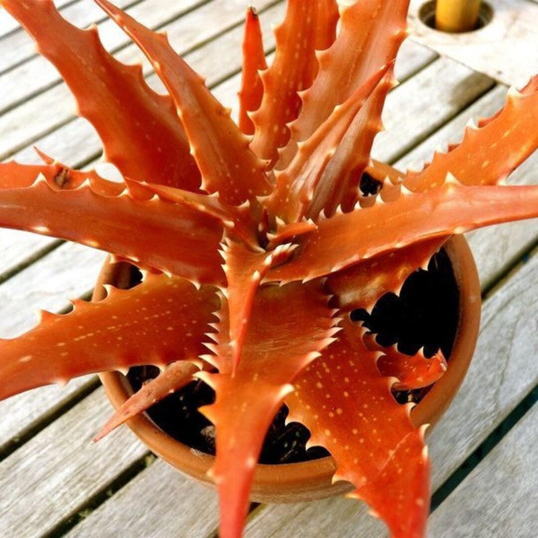 20 Stck / Beutel Aloe Vera Samen Kosmetik Bonsai Pflanzen Samen fr Haus &  Garten. #6169 - Etsy.de