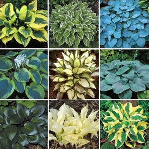 Puede incluir: Una colección de nueve plantas de hosta diferentes, cada una con colores y patrones de hojas únicos. Las hostas están dispuestas en una cuadrícula, con tres filas y tres columnas. Todas las hostas están en flor, con flores blancas.