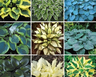 20 pcs MIX Hosta Plantaginea Graines De Plantain Parfumées Feu Et Glace Ombre Dentelle