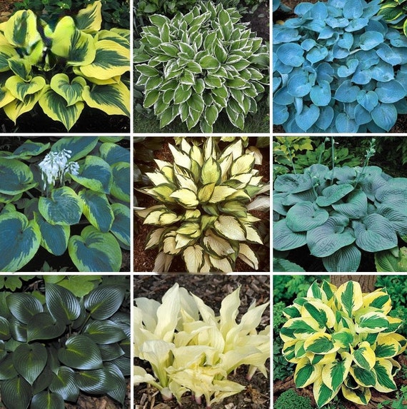 20pcs MIX Hosta Plantaginea Fragrant Plantain Seeds Fire And Ice Shade Lace