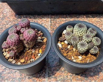 50Pcs Rebutia rauschii f. violacidermisSucculent Lithops Rare Living Stones Plants Cactus Home Plant  (#8971)