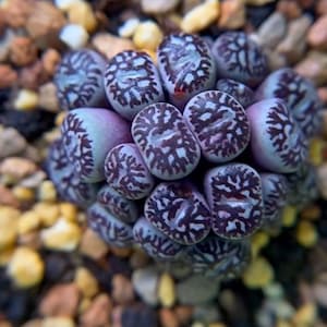 Lithops Piante rare di pietre viventi Cactus Piante domestiche Cactus Piante domestiche 50 semi (#2921)