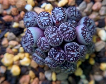 Lithops Rare Living Stones Plants Cactus Home Plantnes Plants Cactus Home Plant 50 Seeds (#2921)