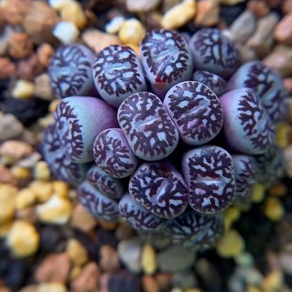 Lithops Rare Living Stones Plants Cactus Home Plantnes Plants Cactus Home Plant 50 Seeds (#2921)