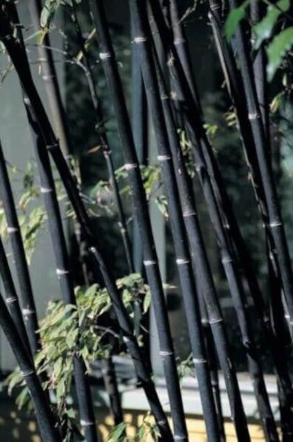 Schwarze Bambussamen, - Phyllostachys Nigra Dendrocalamus asper Betung  Hitam, 50 Stck #0133 - Etsy sterreich