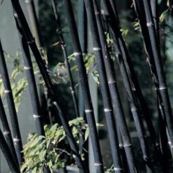 Black Bamboo Seeds, – Phyllostachys Nigra Dendrocalamus asper Betung Hitam, 50pc #0133