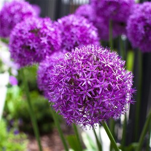 50pcs MIX Color giant Allium giganteum flower seeds garden plant image 2