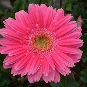 Gerbera Daisy Hybrids Mix Flower Seeds 50PCS+