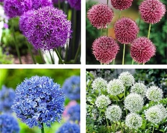 50 Stück MIX Farbe Riesen Allium giganteum Blumensamen Gartenpflanze