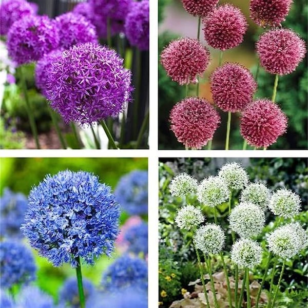 50pcs MIX Color giant Allium giganteum flower seeds garden plant