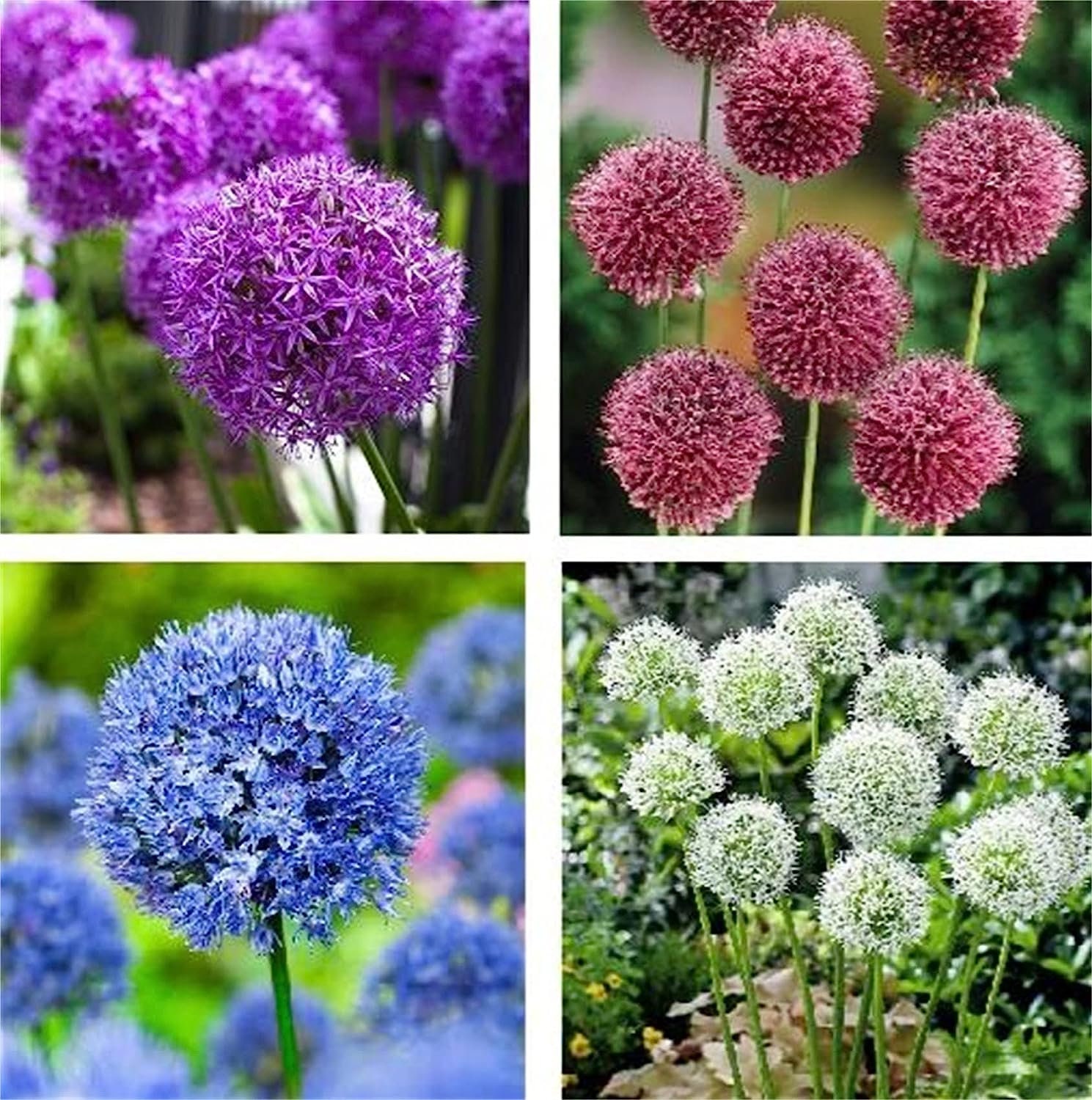 allium ☆ Allium zebdanense – Zetas Garden - Online Store