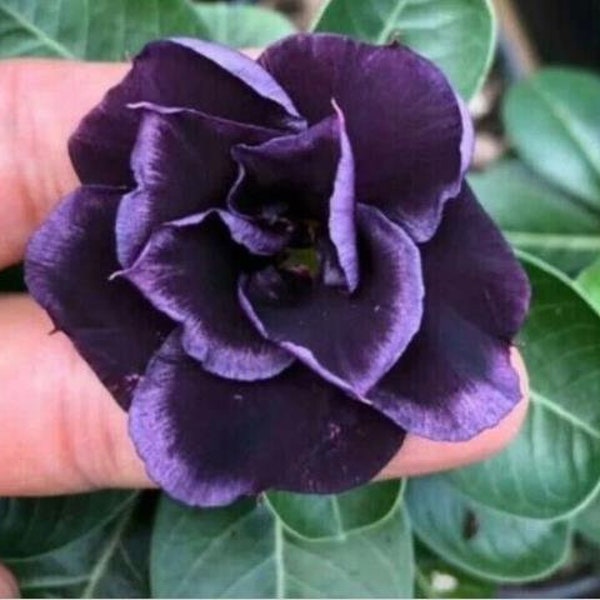 10 Dark Purple Desert Rose Seeds Adenium Obesum Flower Exotic Seed Flowers. #1783