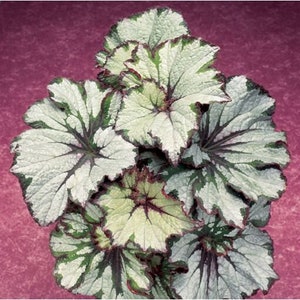 50Pcs Green Begonia flower seeds (5719)