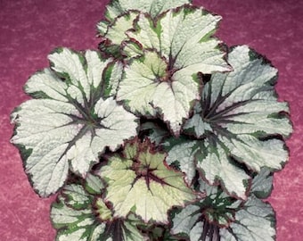50Pcs Green Begonia flower seeds (5719)
