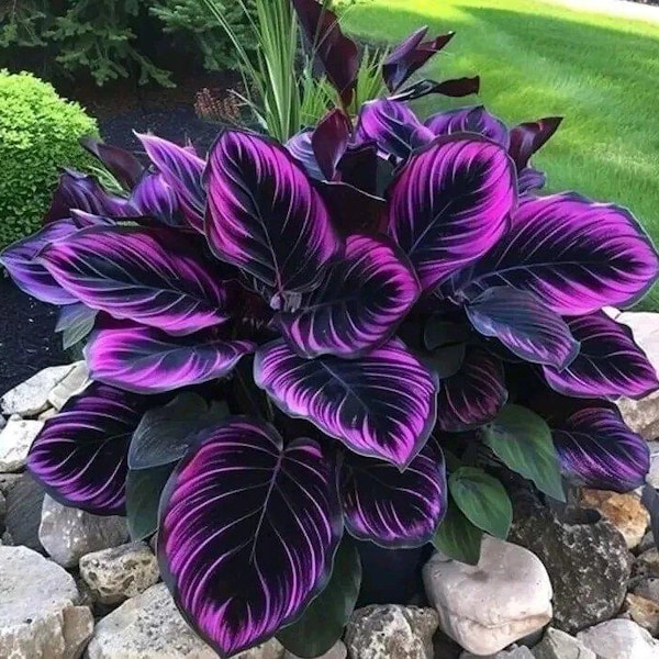 20 semillas de Calathea de Punta Morada: Impresionante planta de follaje para jardines de interior y exterior en EE. UU. n.° 5898