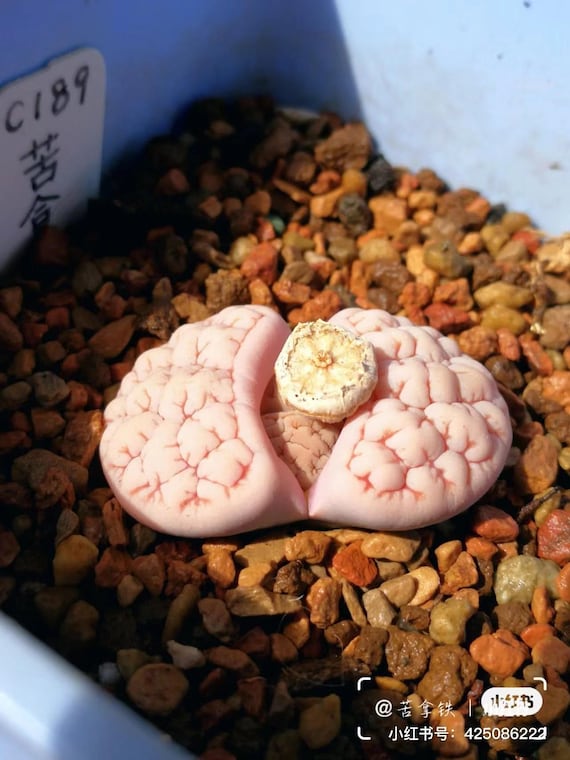 Lithops Rare Living Stones Pflanzen Kaktus Zuhause Plantnes Pflanzen Kaktus  Zuhause Pflanze 50 Samen (#2221)