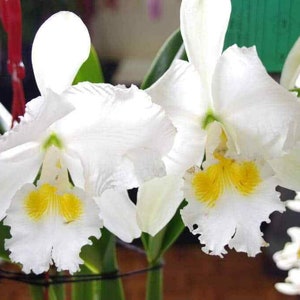 50Pcs Orchids Cattleya Flower Seeds Rare 5 Kinds Home Plant Perennial Bonsai 9967 image 3