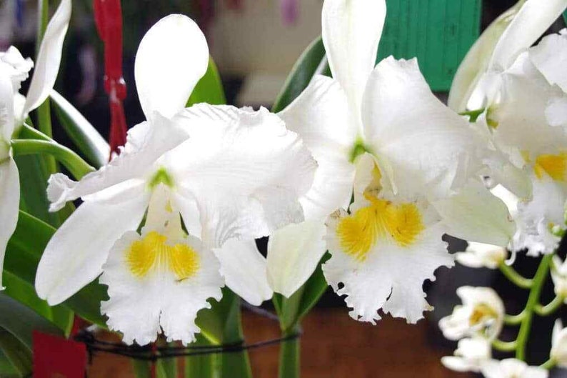 50Pcs Orchids Cattleya Flower Seeds Rare 5 Kinds Home Plant Perennial Bonsai 9967 image 3