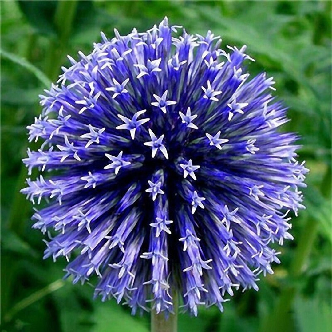 50pcs Beautiful Blue Color Giant Allium Giganteum Flower Seeds Rare Perennial Flowers Etsy