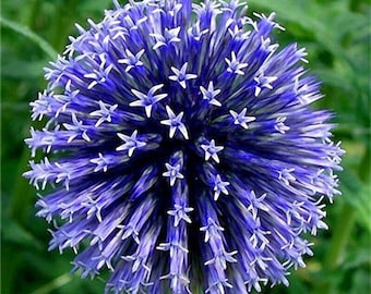 50 pcs Belle Couleur Bleue Géant Allium Giganteum Graines De Fleurs Fleurs vivaces Rares