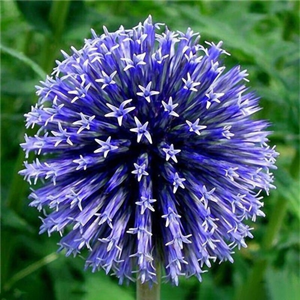 50pcs Beautiful Blue Color Giant Allium Giganteum Flower Seeds Rare Perennial Flowers