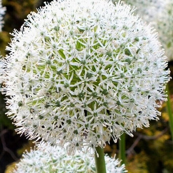 50pcs White giant Allium giganteum flower seeds garden plant