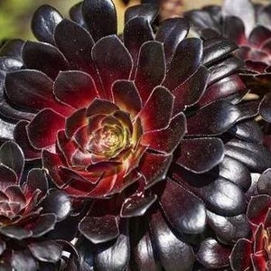 Peut inclure: Gros plan sur un groupe de plantes succulentes rouge foncé et noires. Les plantes ont une forme de rosette avec de nombreuses feuilles qui se chevauchent.
