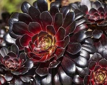 Aeonium - Etsy