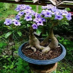 May include: A bonsai tree with purple flowers in a dark blue pot. The tree has a thick, twisted trunk and branches.