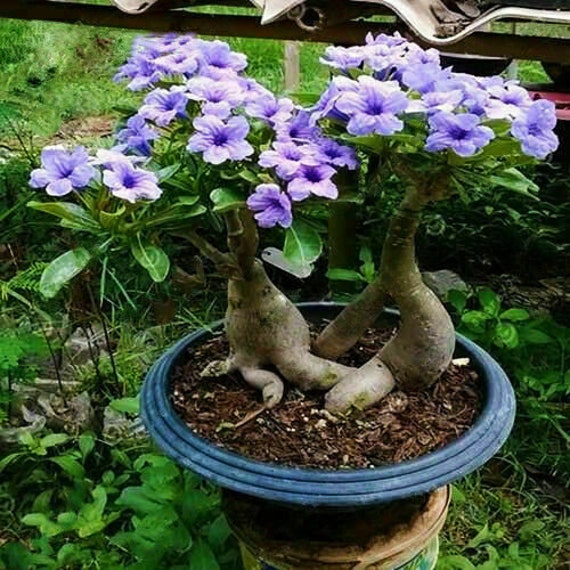 5pcs Rare Purple Desert Rose Seeds Garden Flower Decor-seed (5160) - Etsy