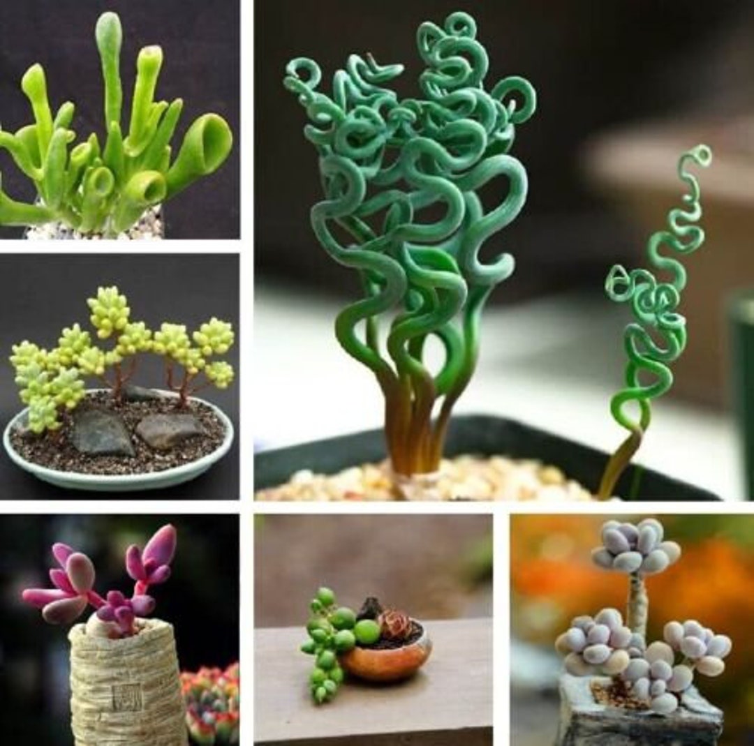 多肉植物 100個/パック 多肉植物ミックスシード #3699 - Etsy 日本