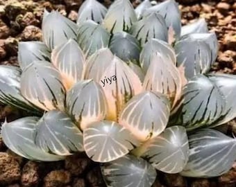 Rare Crystal Clear Succulents Seeds, 50pcs/pack. #4767
