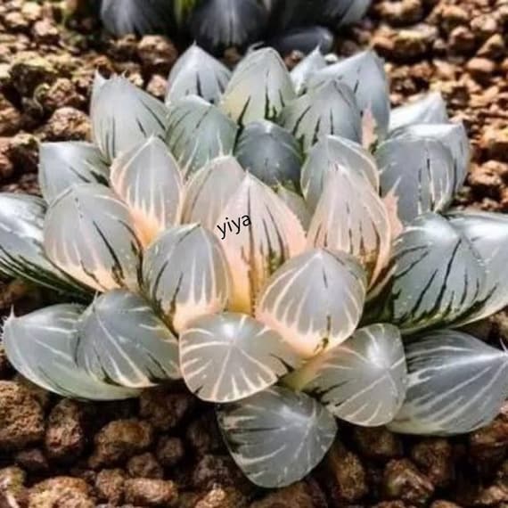 Rare Crystal Clear Succulents Seeds, 50pcs/pack. #4767