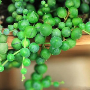 May include: Close-up of a String of Pearls plant, featuring vibrant green, spherical leaves. The succulent plant cascades downwards, with the round leaves densely packed along the stems. The image highlights the plant's unique texture and shape.