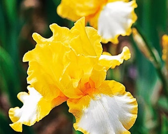 USA VENDEUR 10 La beauté devient son iris barbu, graines de plantes de jardin faciles à cultiver （9144）