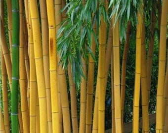 Graines de bambou dorées, 50 pcs/paquet