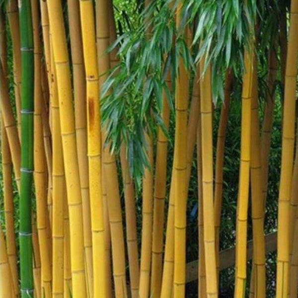 Golden Bamboo Seeds, 50pcs/pack