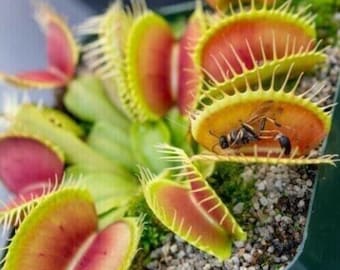 Venditore USA Venus Fly Trap Pianta carnivora 50 semi #3113