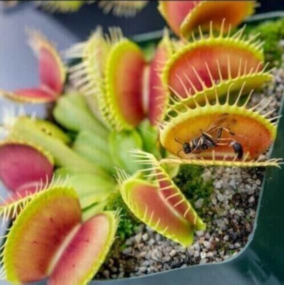 USA Seller Venus Fly Trap Carnivorous Plant 50 Seeds #3113